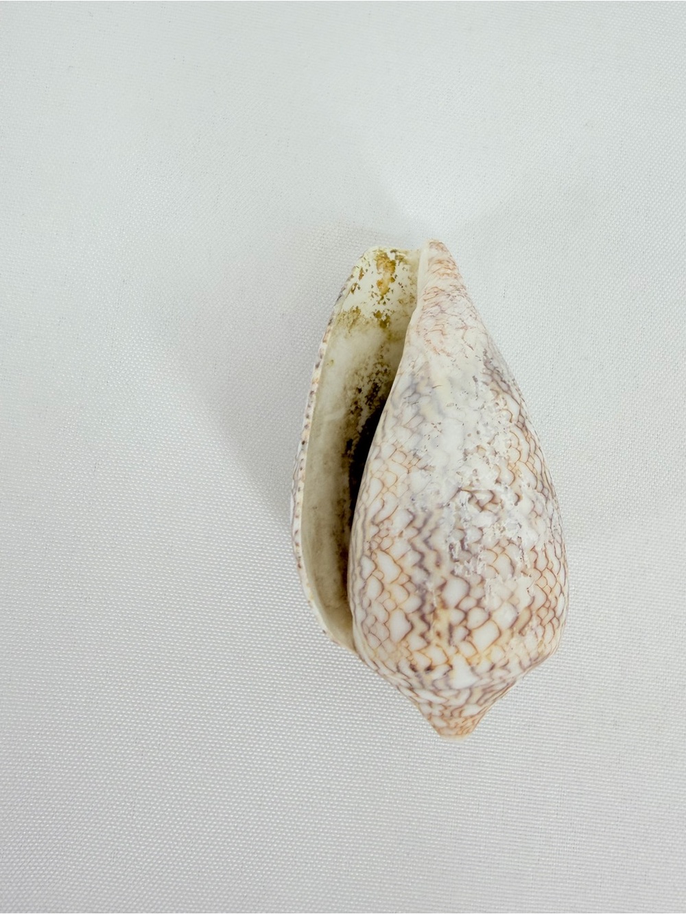 Seashell from down by the seashore - Picture 5 of 7